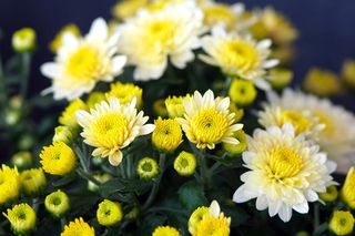 Które chryzantemy są najtrwalsze?