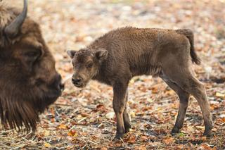 W ZOO Wrocław urodziły się dwa małe żubrzątka. Zobacz, jakie to słodziaki [ZDJĘCIA]
