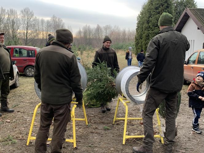 Choinki prosto z lasu w Będzinie Grodźcu