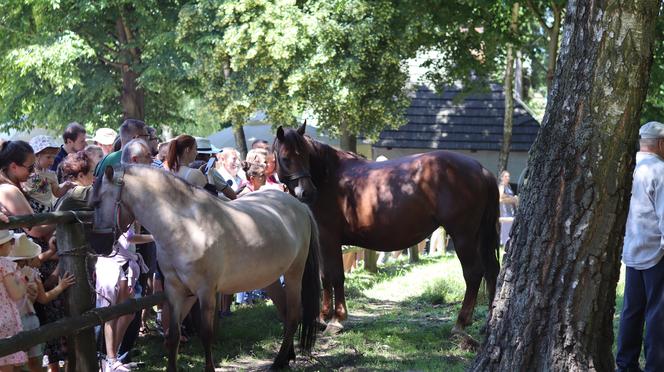 Jarmark koński w lubelskim skansenie przyciągnął tłumy