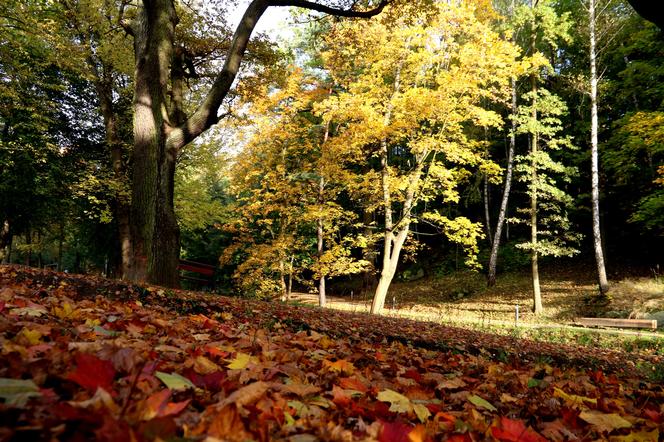 Park Miejski, Starachowice