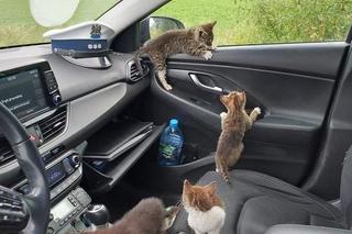 Wielkie serca policjantów! Uratowali 8 malutkich kotków