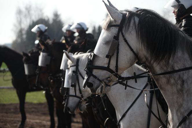 Poznań: Policja konna przeszła egzaminy i otrzymała atest [ZDJĘCIA]