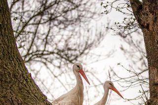 Naziemnne gniazda bocianów