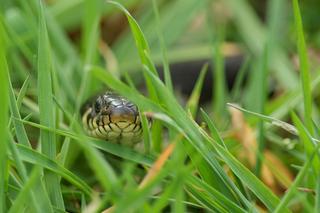 Patrz pod nogi. Z zimowego snu obudziły się żmije i zaskrońce