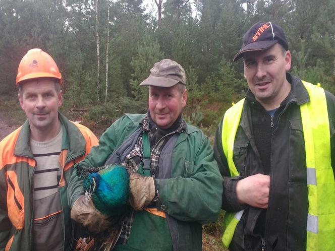 Leśniczy natknęli się pośród drzew na... pawia