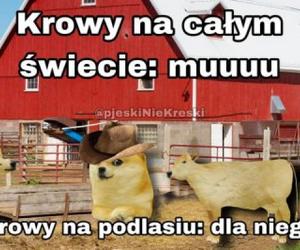 Najlepsze memy o Podlasiu. Zobacz najciekawsze memy o województwie podlaskim. Ubaw do łez!