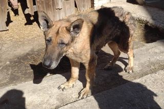 Łańcuch, przerośnięte pazury i krwawiące rany. KTOZ interweniuje pod Krakowem