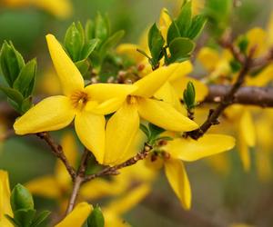  Jak naturalnie wspierać serce i obniżać cholesterol? Właśnie trwa sezon na tę roślinę