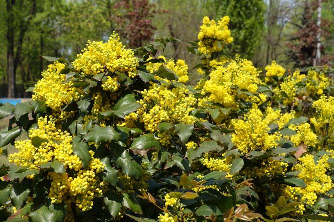 Mahonia pospolita