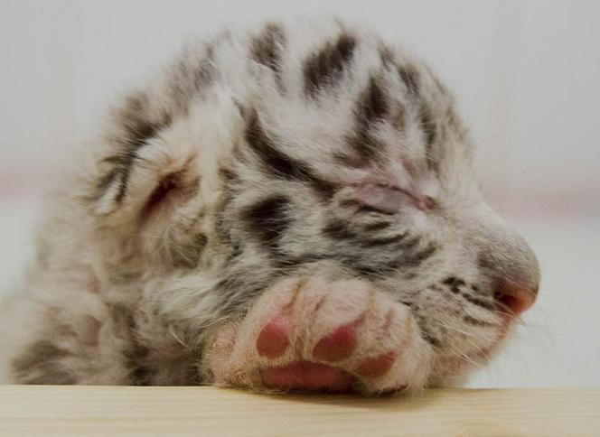 Pierwsze polskie białe tygrysy