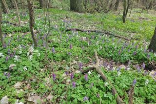 Nowy rezerwat blisko Bydgoszczy. Co można podziwiać na Zboczach Świętopełka? Jak tam dotrzeć? 