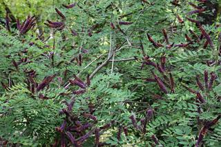 Amorfa krzewiasta - Amorpha fruticosa