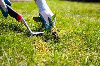 Chwasty na trawniku - zwalczanie: najlepsze metody i preparaty na chwasty jednoliścienne i dwuliścienne