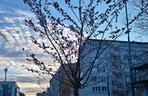 Przy Bramie Portowej na początku stycznia zakwitły drzewa