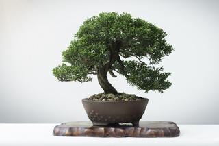 Drzewko Bonsai