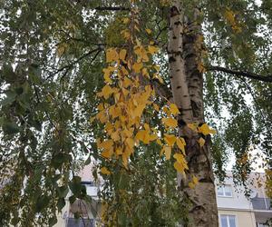 Jesień w Lesznie w najładniejszych kolorach. Najlepszy moment na spacer i fotki 