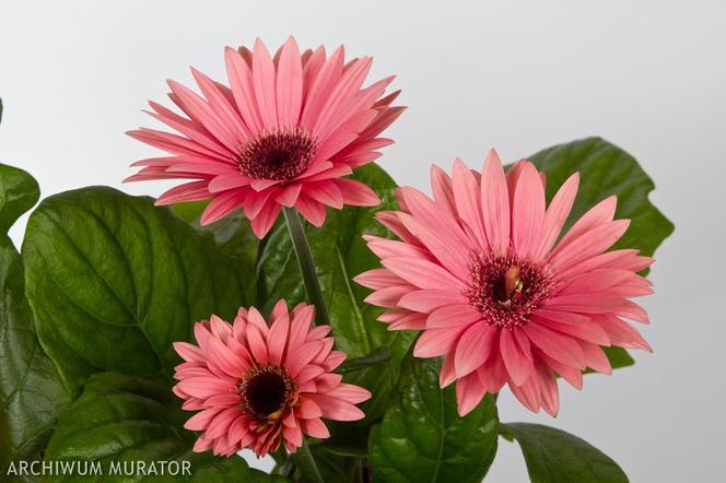 Gerbera