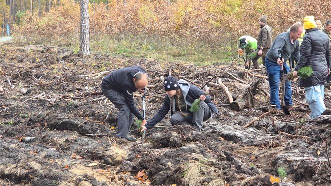 Mieszkańcy dla natury! Tak sadzili las pod Bydgoszczą