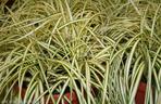 Turzyca oszimska ‘Evergold’ 