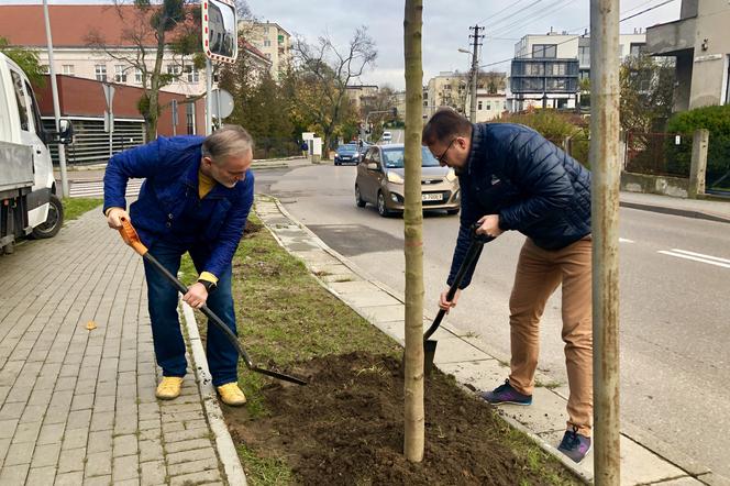 W czwartkowy poranek, Wojciech Szczurek, prezydent Gdyni i Marek Łucyk, wiceprezydent ds. rozwoju posadzili ostatnie drzewa z odtworzonego szpaleru przy ul. Legionów.  
