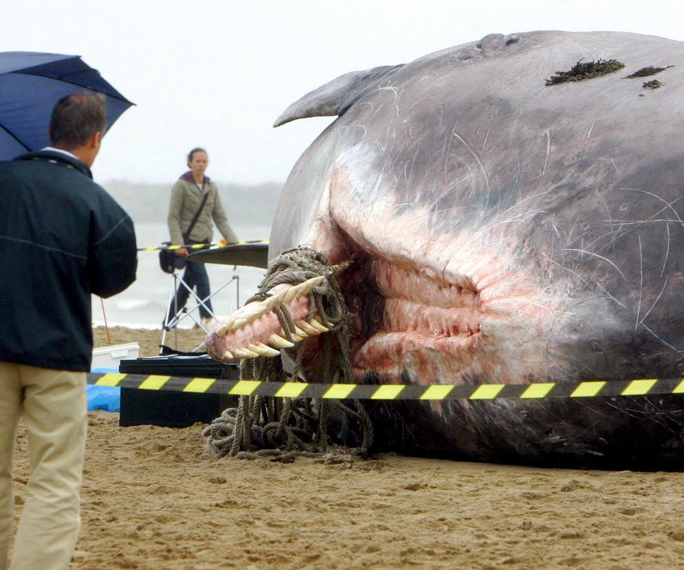 Martwy wieloryb na plaży. W jego brzuchu skarb wart pół miliona dolarów!