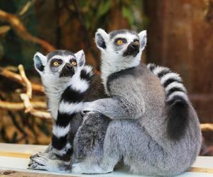 Ferie w Myślęcinku. Atrakcje w zoo i Ogrodzie Botanicznym