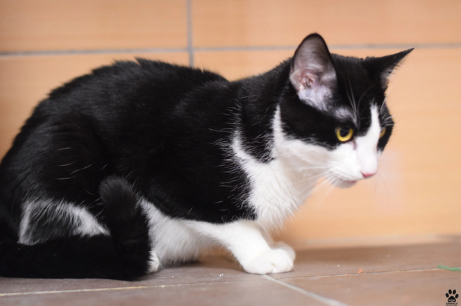 Kot do adopcji w zielonogórskim schronisku