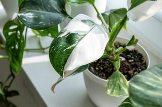 Philodendron 'White Princess'