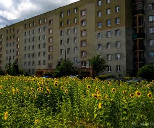 Łąki kwietne w Białymstoku. Mieszkańcy pokochali zastąpienie trawników kwiatami [ZDJĘCIA]