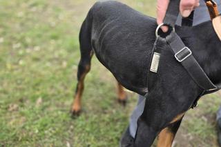 Gorzów Wielkopolski. Zwyrodnialec przywiązał psa drutem do drzewa. Szuka go całe miasto [ZDJĘCIA].