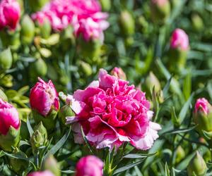 Goździk ogrodowy (Dianthus caryophyllus)