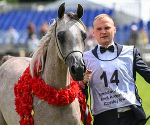 Prawie 640 tys. euro za konie na aukcji Pride of Poland