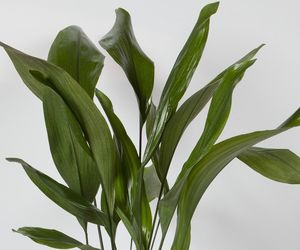 Aspidistra wyniosła