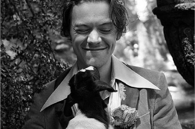 Harry Styles w kampanii Gucci