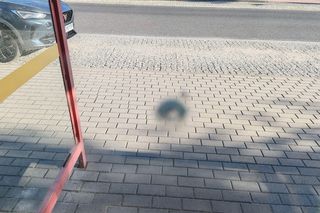 Strzały na przystanku w Dąbrowie Górniczej Antoniowie