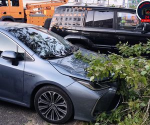 Drzewo spadło na sieć trakcyjną