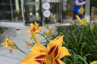 Parki kieszonkowe, Olivia Centre w Gdańsku