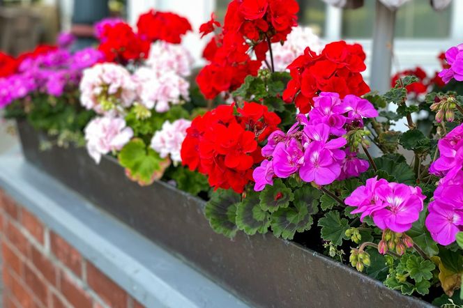 Zmiel na drobny mak i zasil pelargonie w czerwcu. Bujne kwiaty zaczną wylewać się z doniczek, a sąsiadki padną z wrażenia. Domowy nawóz do pelargonii