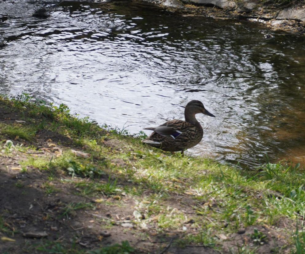 Dolina Silnicy i Zalew Kielecki. Wiosna 2025