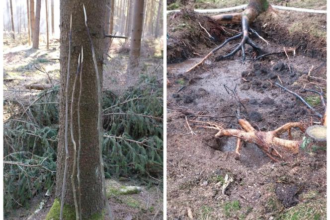 Rozpalili ognisko w lesie, żeby upiec kiełbaski. Mogło spłonąć 150 ha cennego lasu