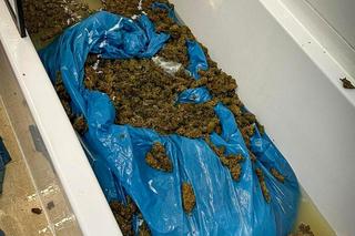 Marihuana była nawet w wannie i pralce! Służby zatrzymały gang narkotykowy