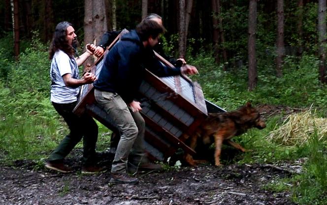 Rozjechany wilk odzyskał zdrowie i wolność