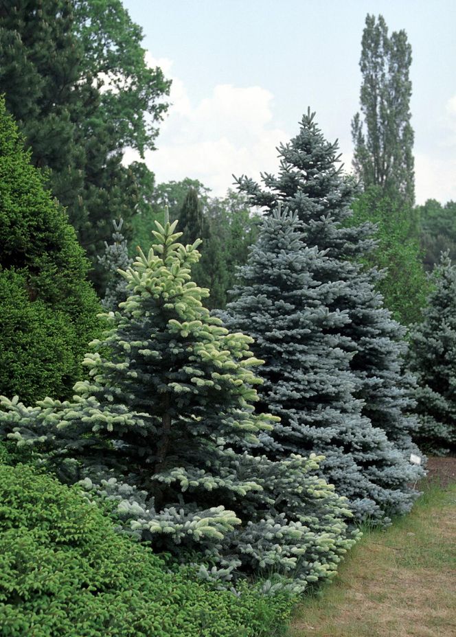 Ogród Botaniczny w Powsinie