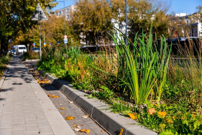 Park linearny na Bielanach w Warszawie