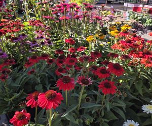 Jesienny Kiermasz Ogrodniczy w Bydgoszczy przyciągnął miłośników zieleni i smakołyków!