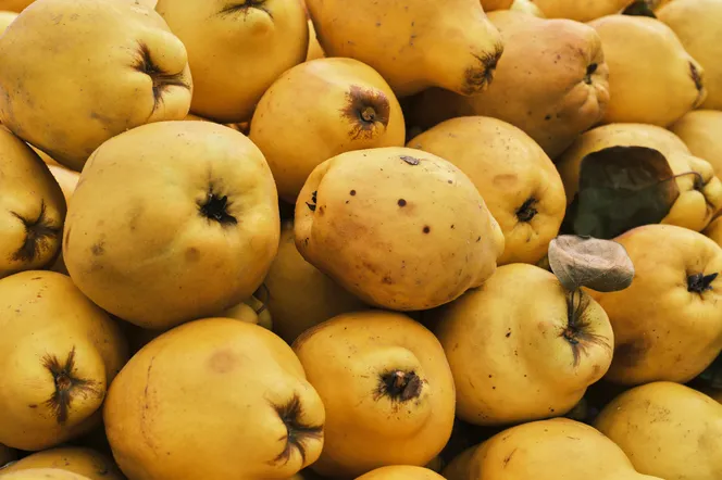 Pigwa pospolita – owoc, który wzmocni twoją odporność