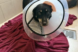 Widok jak z koszmaru. Śmieci i odchody w mieszkaniu. Właścicielka straciła psa