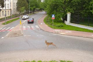 Koziołek przebiegł przez rondo i wbiegł do parku miejskiego w Siedlcach