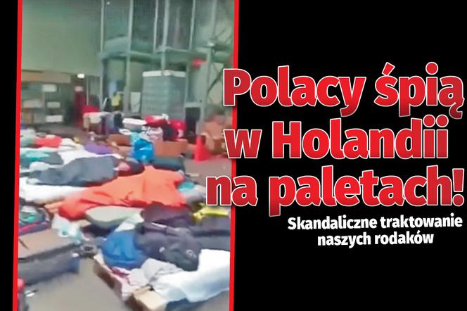 Polacy śpią w Holandii na paletach! 